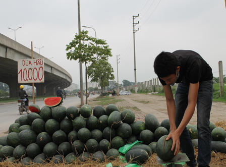 Dưa hấu “mắc kẹt", bán rẻ như cho